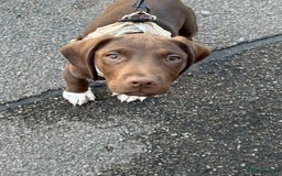 Bocker dogs for sale: 🐶 Cocker Spaniel x Beagle (Bocker) Puppy 🐶 - Image 10