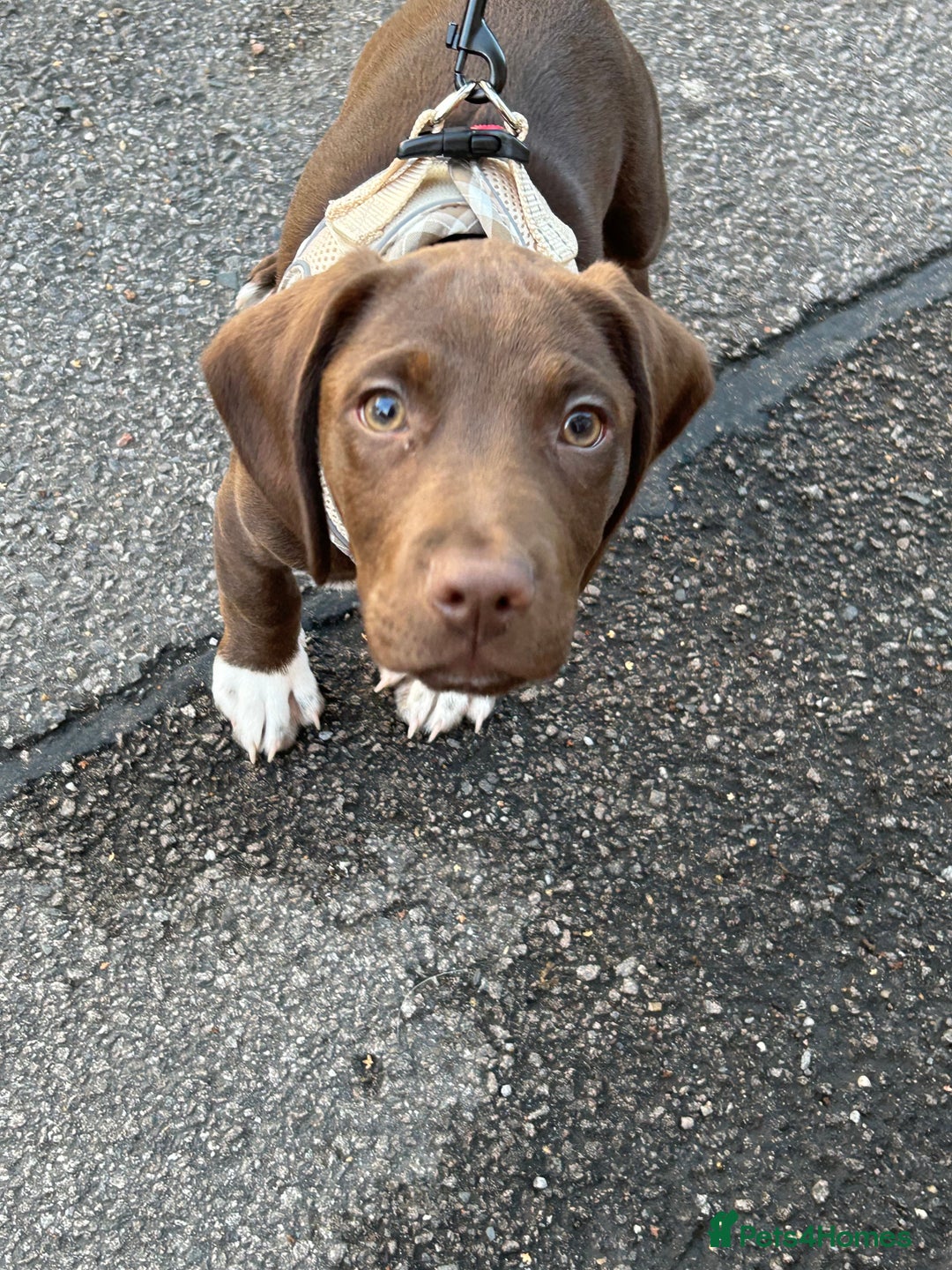 Bocker dogs for sale: 🐶 Cocker Spaniel x Beagle (Bocker) Puppy 🐶 - Image 10