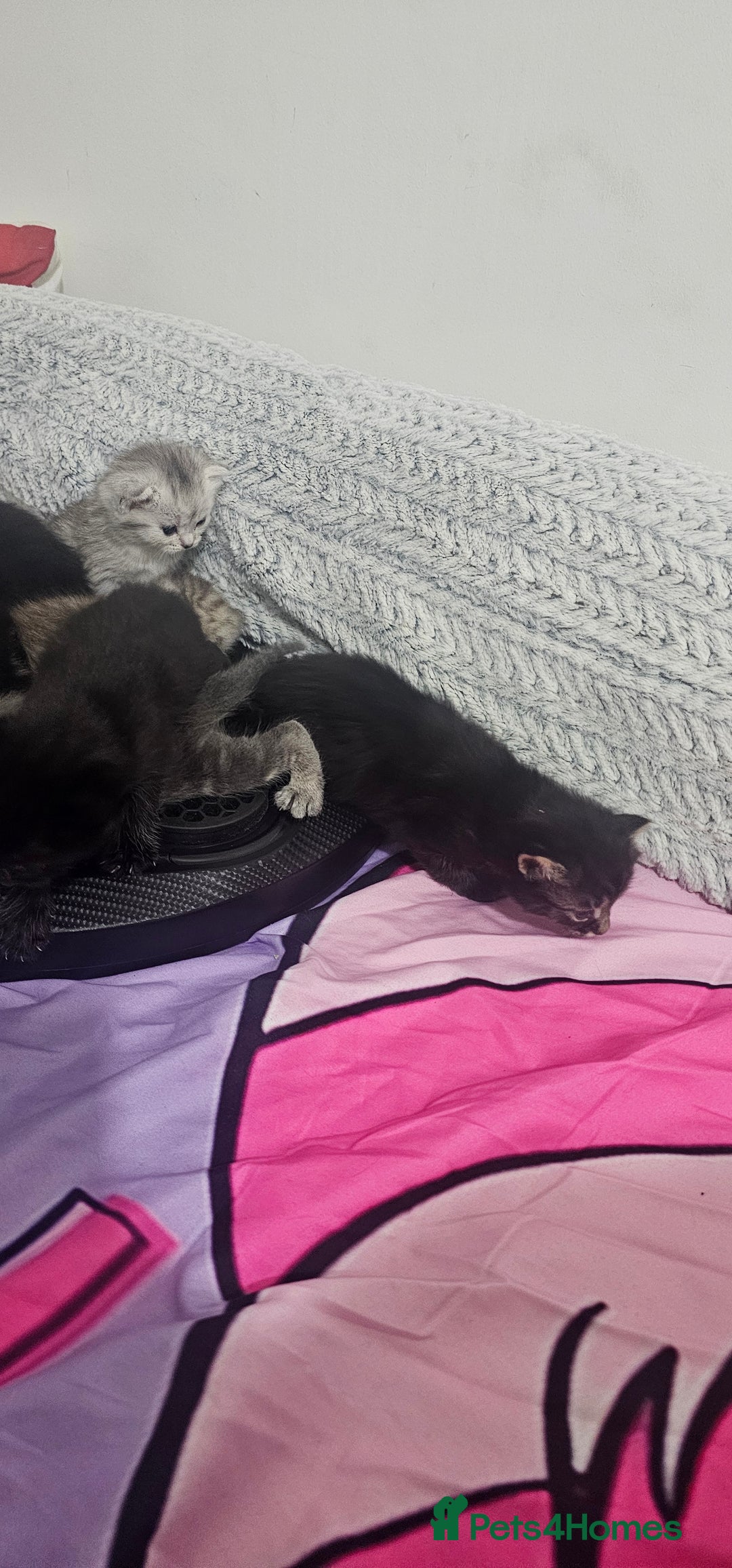 American Shorthair cats for sale: Sweet cats  - Advert 4