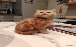 British Shorthair cats for sale: Cuddly Ginger Kitten Waiting for You 🐾 - Image 3