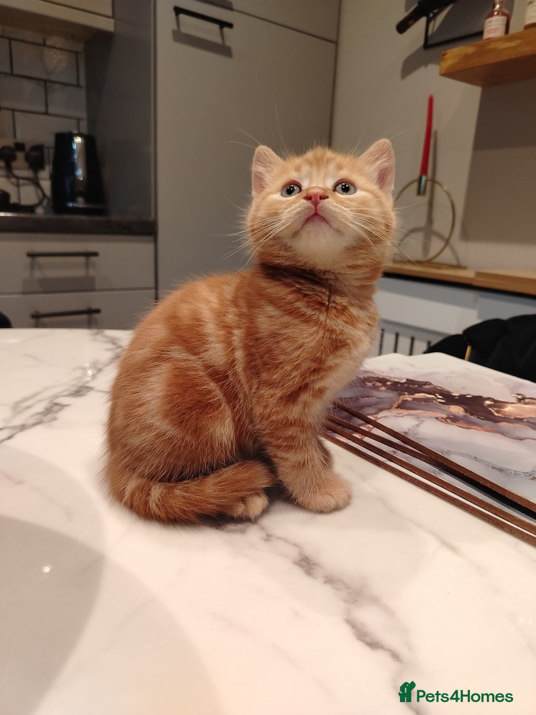 British Shorthair cats for sale: Cuddly Ginger Kitten Waiting for You 🐾 - Image 3