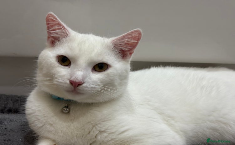 Turkish Angora cats - Advert 2