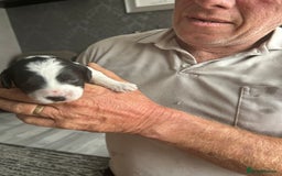 Cockapoo dogs for sale: 7 beautiful cockatoo puppies  - Image 20