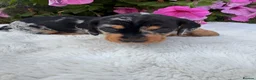 Dachshund dogs for sale: Standard wire haired dapple dachshund  in Worcester - Advert 10