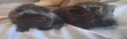 Guinea Pig rodents for sale: Gorgeous baby boars - Advert 5