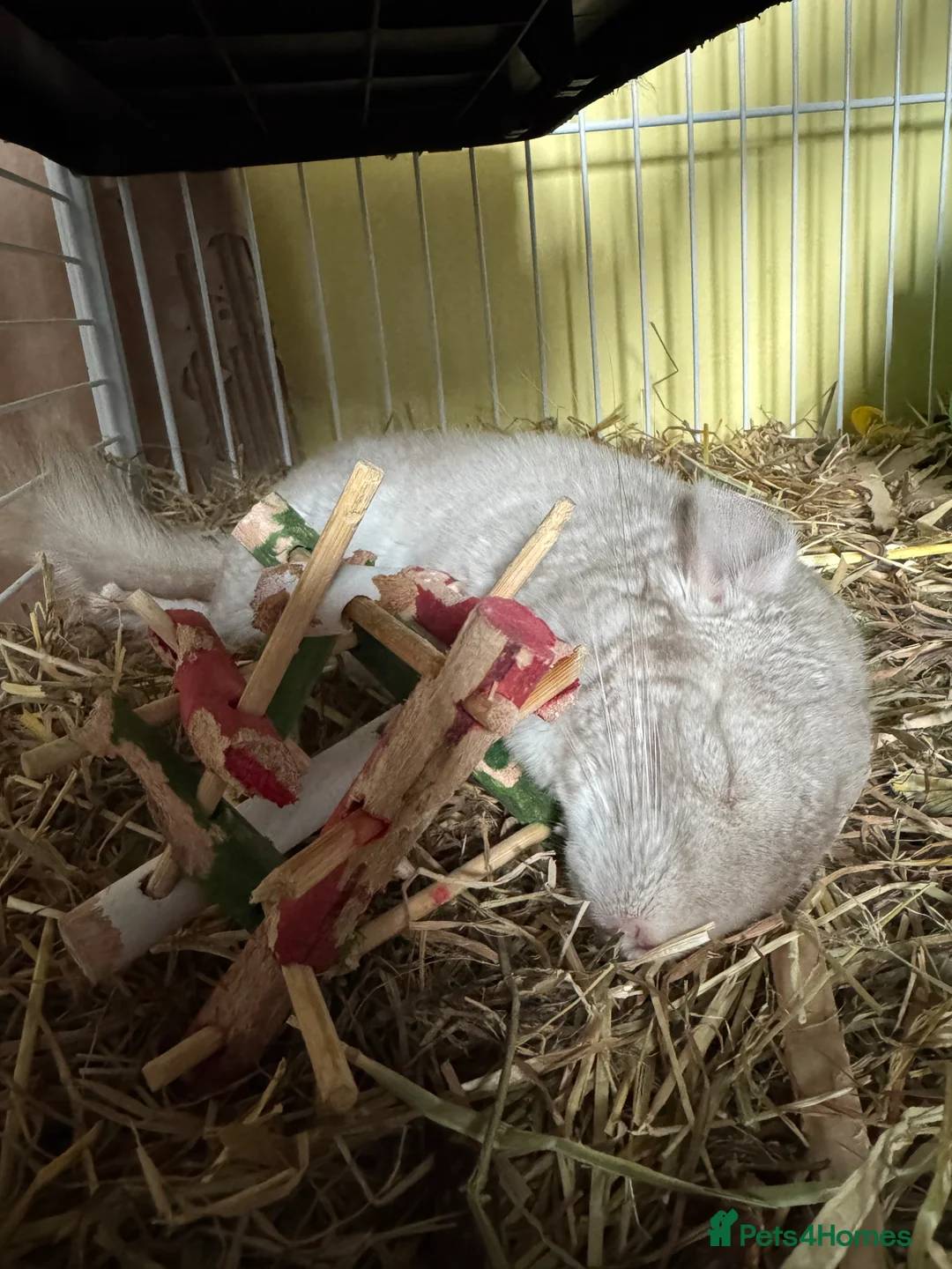 Chinchilla rodents for sale: White male chinchilla  - Advert 4