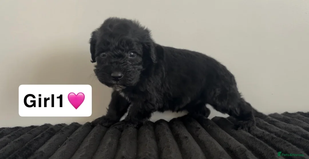 Cockapoo dogs for sale: Cockapoo puppies  - Advert 34