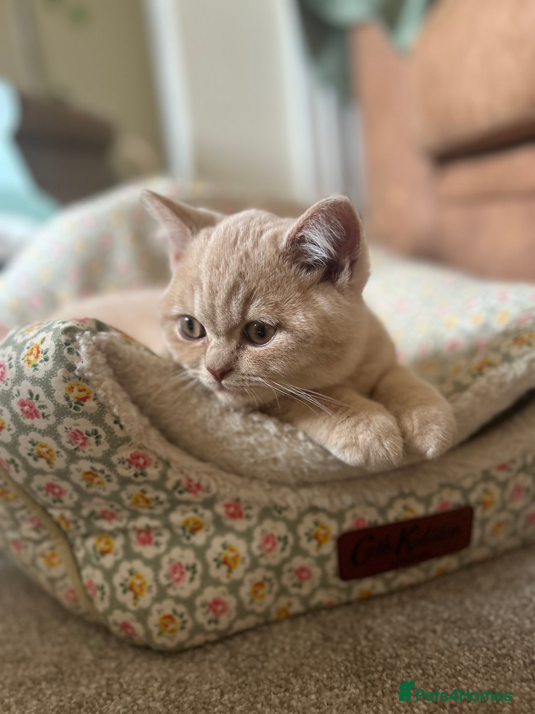 British Shorthair cats for sale: TICA Reg Cream BSH Boy - Advert 9