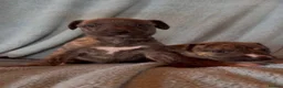 Whippet dogs for sale: Gorgeous well natured whippet puppies  - Advert 13