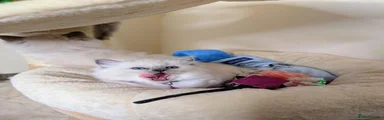 Hot Pink Collar Female Kitten