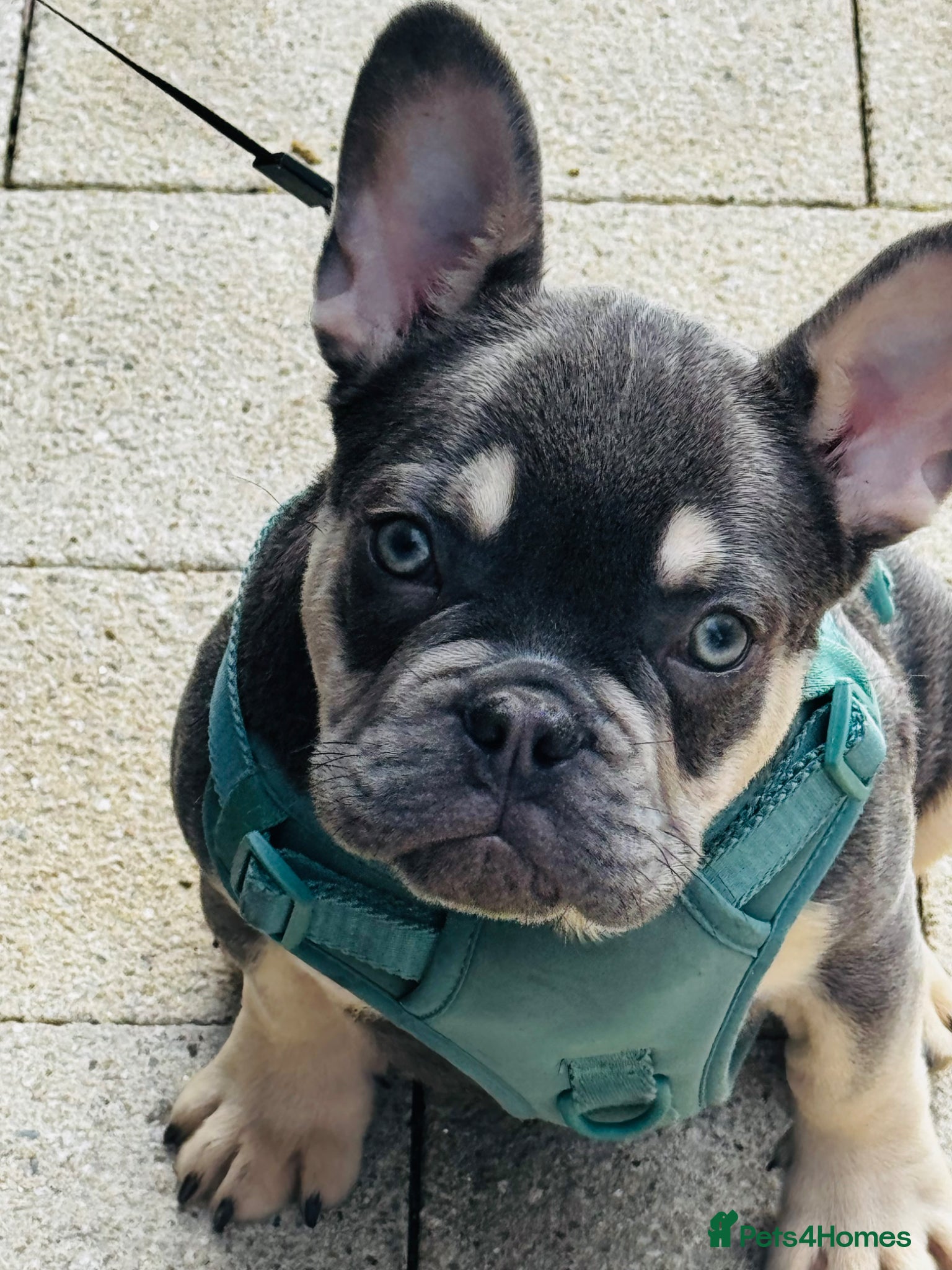 French Bulldog dogs Adorable Blue French Bulldog - Advert 18
