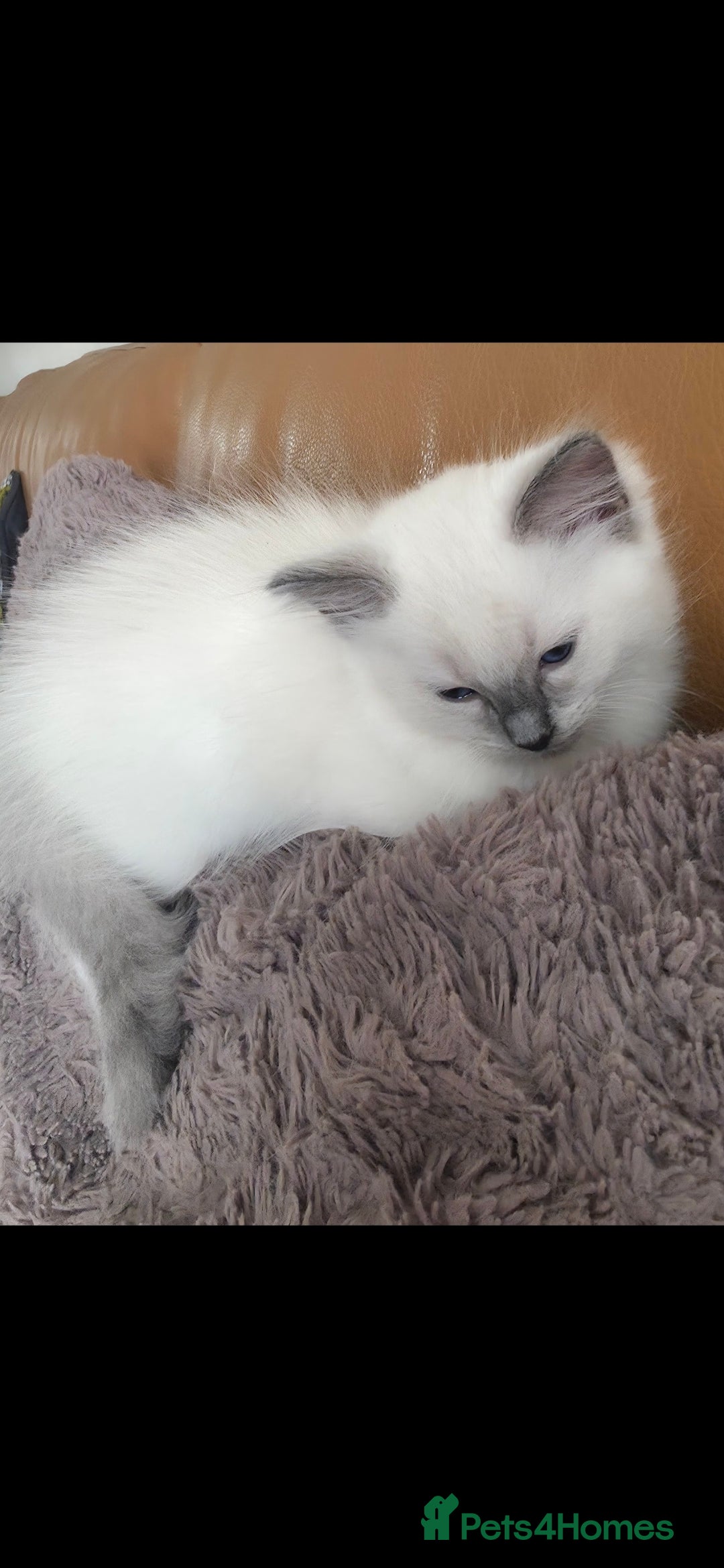 Ragdoll cats for sale: Beautiful blue ragdoll kittens - Image 11