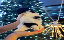 Shih Tzu dogs for sale: Beautiful litter of 6 Shih Tuz pups  - Advert 17