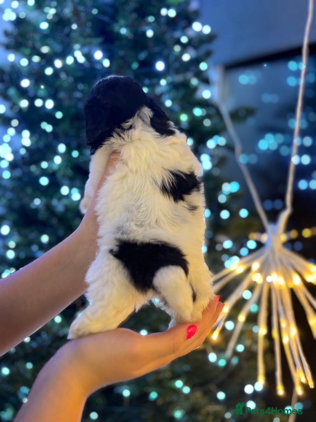 Shih Tzu dogs for sale: Beautiful litter of 6 Shih Tuz pups  - Advert 17