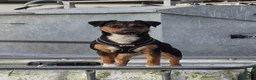 Jack Russell dogs for sale: Jack russell - Advert 2