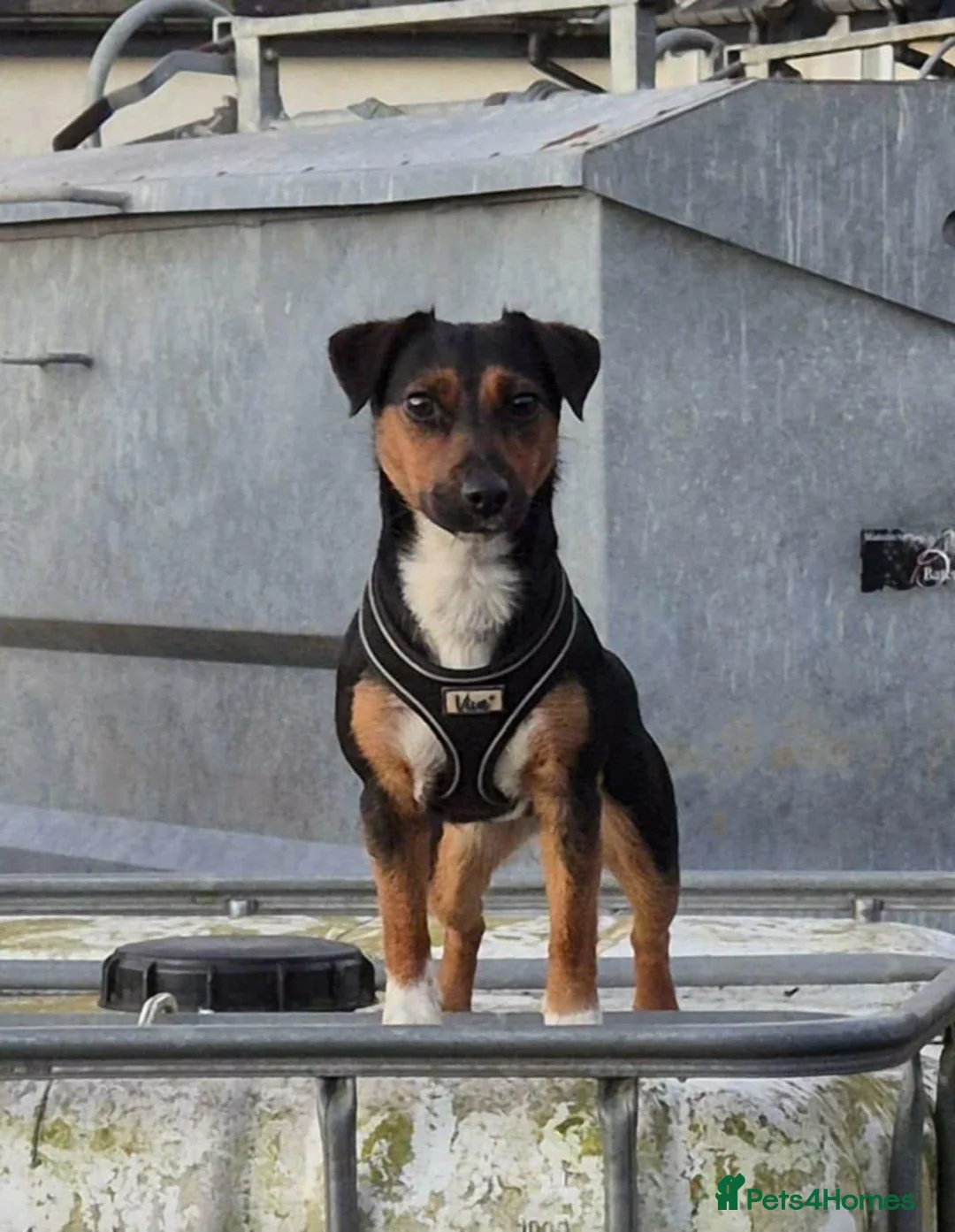 Jack Russell dogs for sale: Jack russell - Advert 2