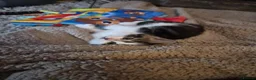 Domestic Shorthair cats for sale: 4 gorgeous female kittens - Advert 2