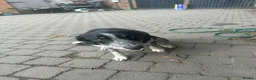 Bearded Collie dogs for sale: Border Collie  - Advert 3
