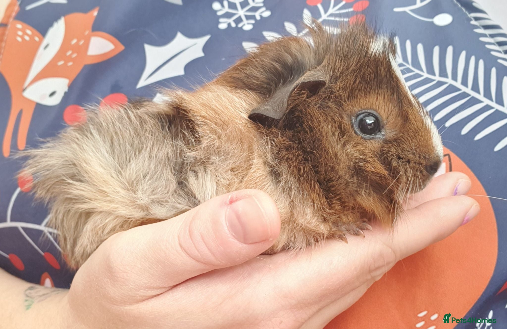 Guinea Pig rodents Beautiful guinea pigs - Advert 2