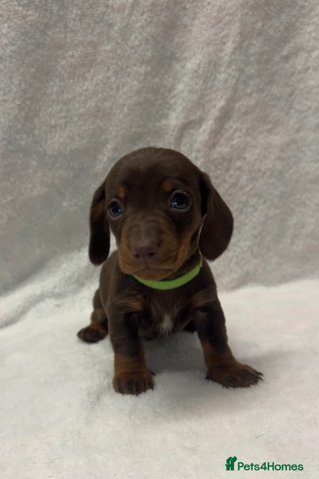 Dachshund dogs for sale: Kennel Club Registered & Health Tested - Advert 14