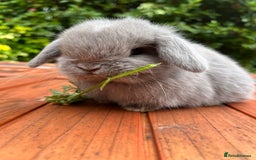 Mini Lop rabbits for sale: Mini lop buck  - Image 2