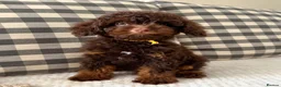 Toy Poodle dogs for sale: Health tested Toy poodle puppies  - Advert 2