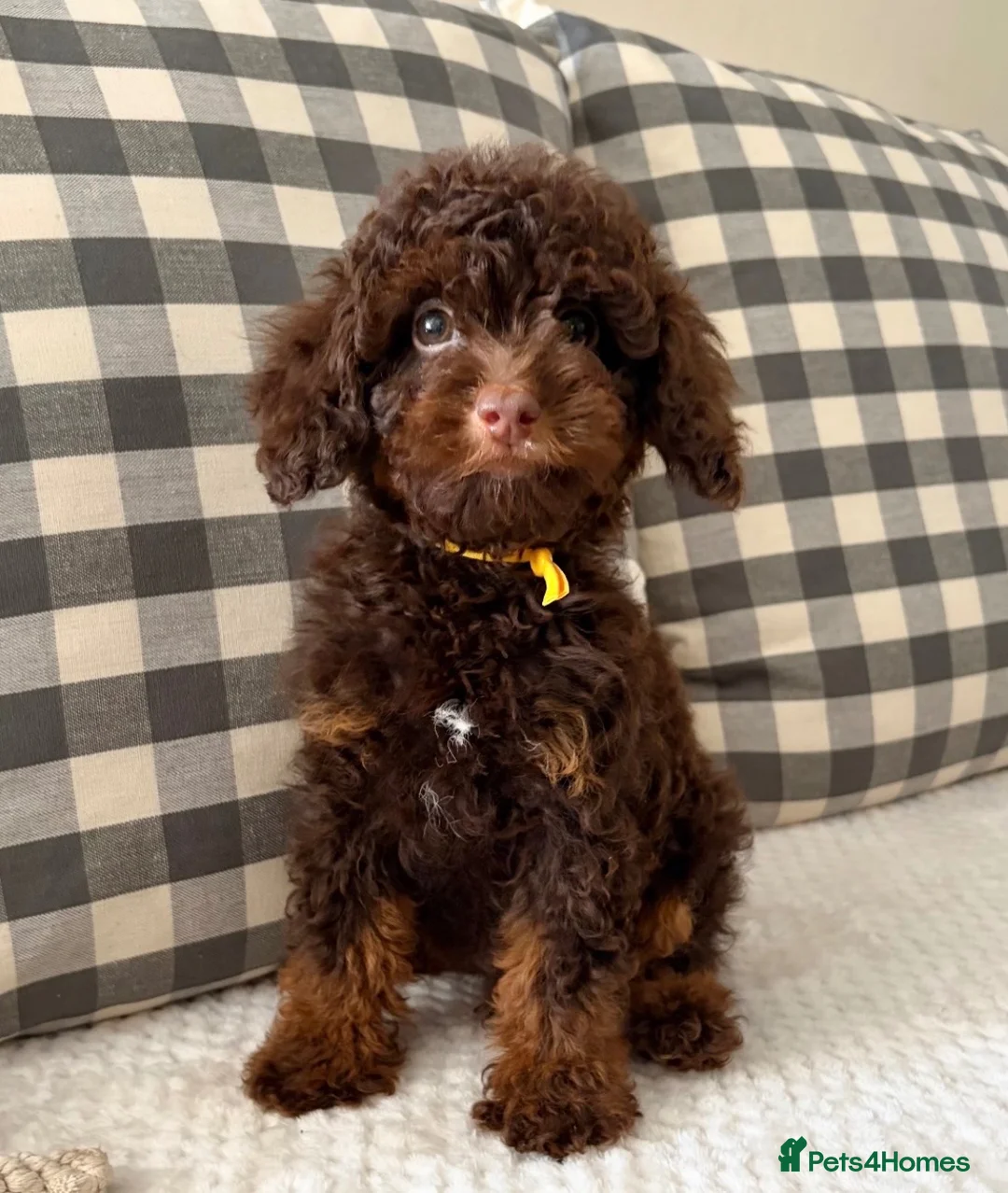 Toy Poodle dogs for sale: Health tested Toy poodle puppies  - Advert 2