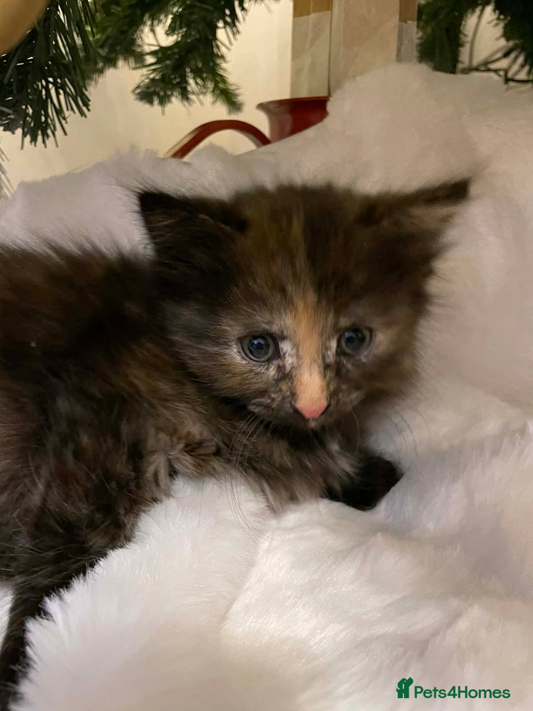 Mixed Breed cats for sale: LaBubu  - Advert 2