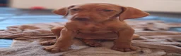 Hungarian Vizsla dogs for sale: Hungarian Vizsla puppies 1 girl and 1 boy - Advert 4