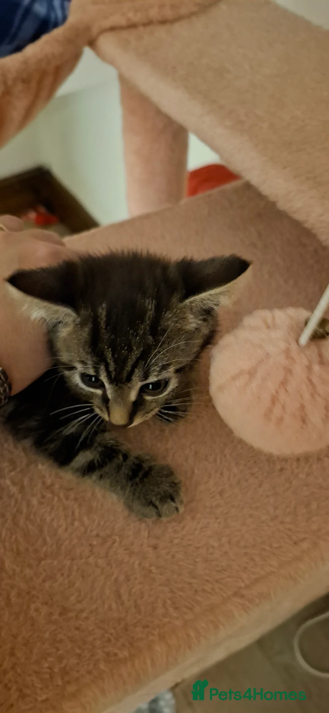 Bengal cats for sale: Bengal boy crosd - Advert 7