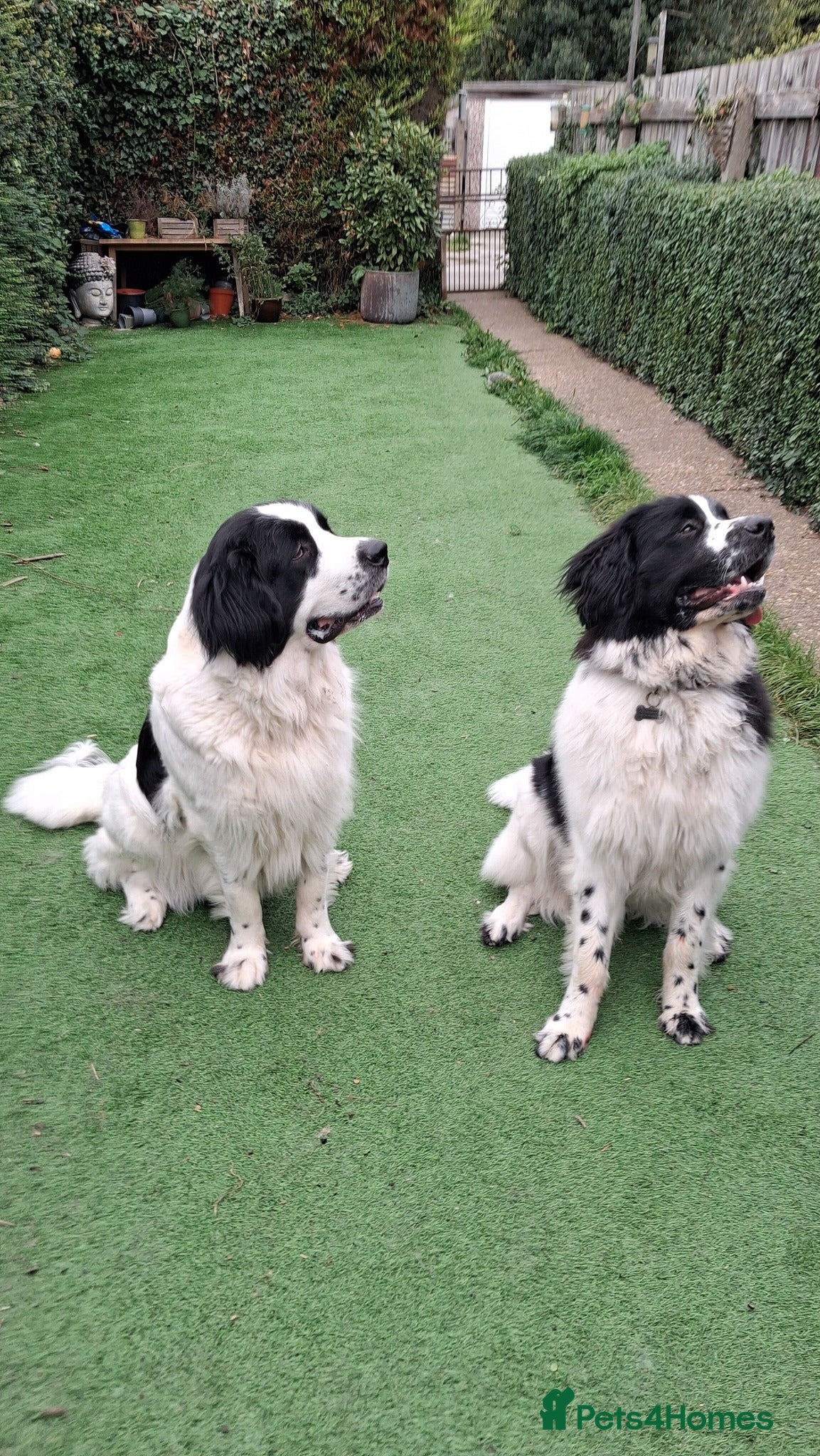 Newfoundland dogs Landseer Newfoundland Puppies - Advert 2