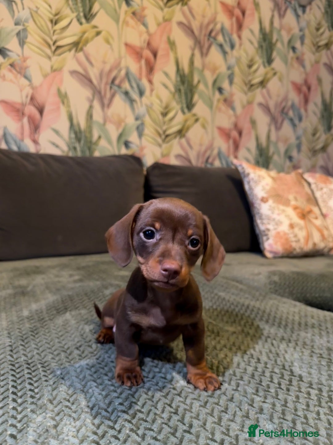 Miniature Dachshund dogs for sale: 2 male 1 female Miniature Dachshund  - Advert 10