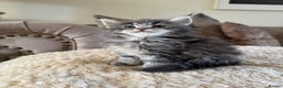 Maine Coon cats for sale: Stunning Maine coon kittens  - Advert 13