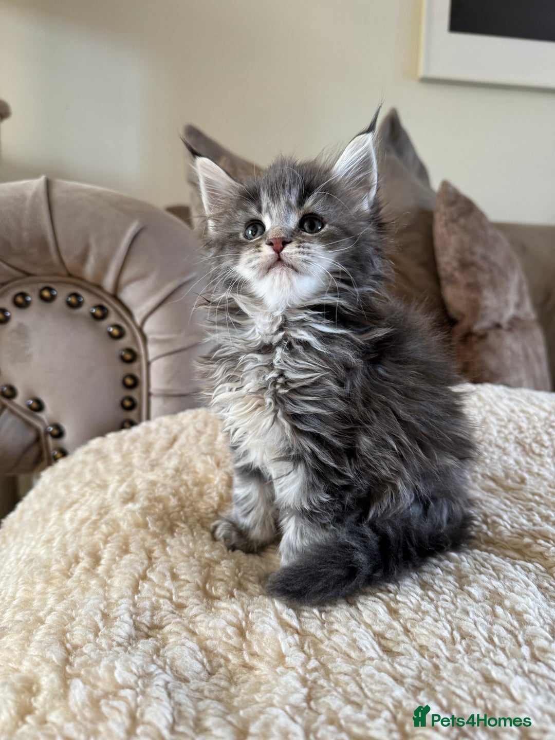Maine Coon cats for sale: Stunning Maine coon kittens  - Advert 13