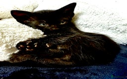 Mixed Breed cats for sale: Beautiful siamese mix kittens - Image 7