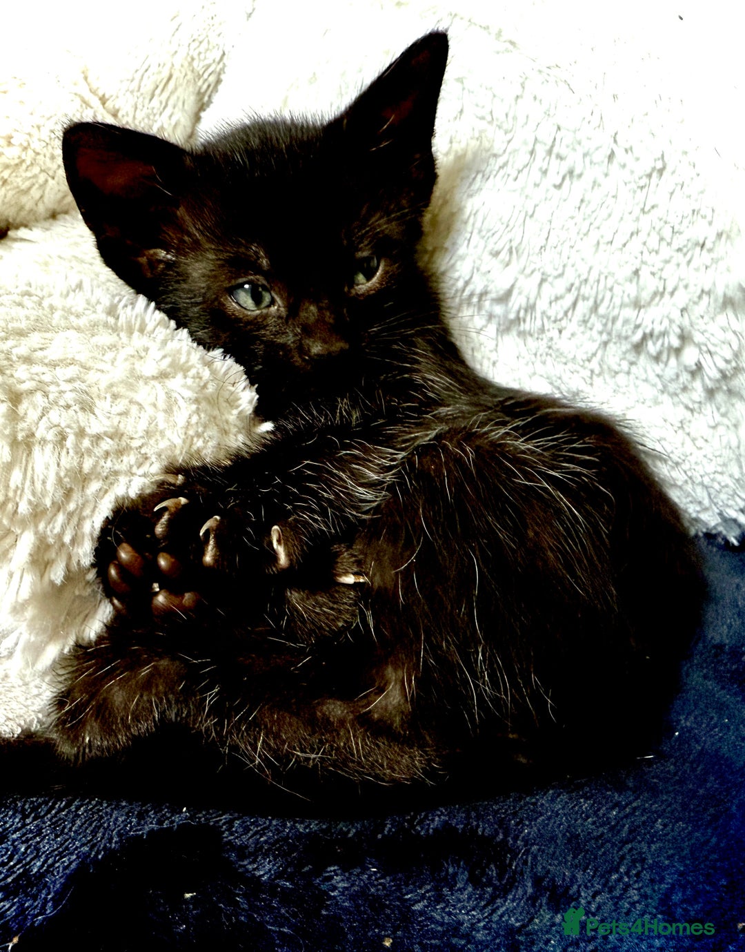 Mixed Breed cats for sale: Beautiful siamese mix kittens - Image 7