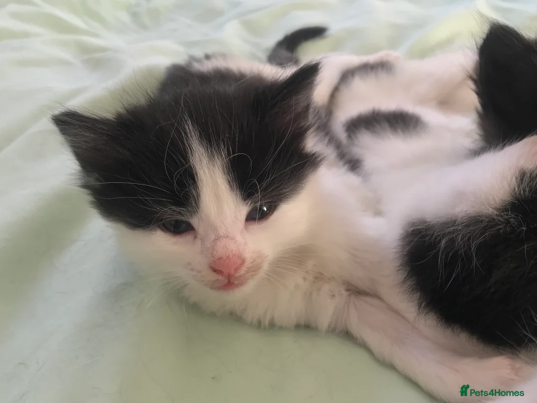 Mixed Breed cats for sale: Super Fluffy Ragdoll x Kittens!! £100-£180 - Advert 2