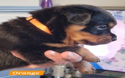 Rottweiler dogs for sale: 4 pups left, extensively health tested parents - Image 14