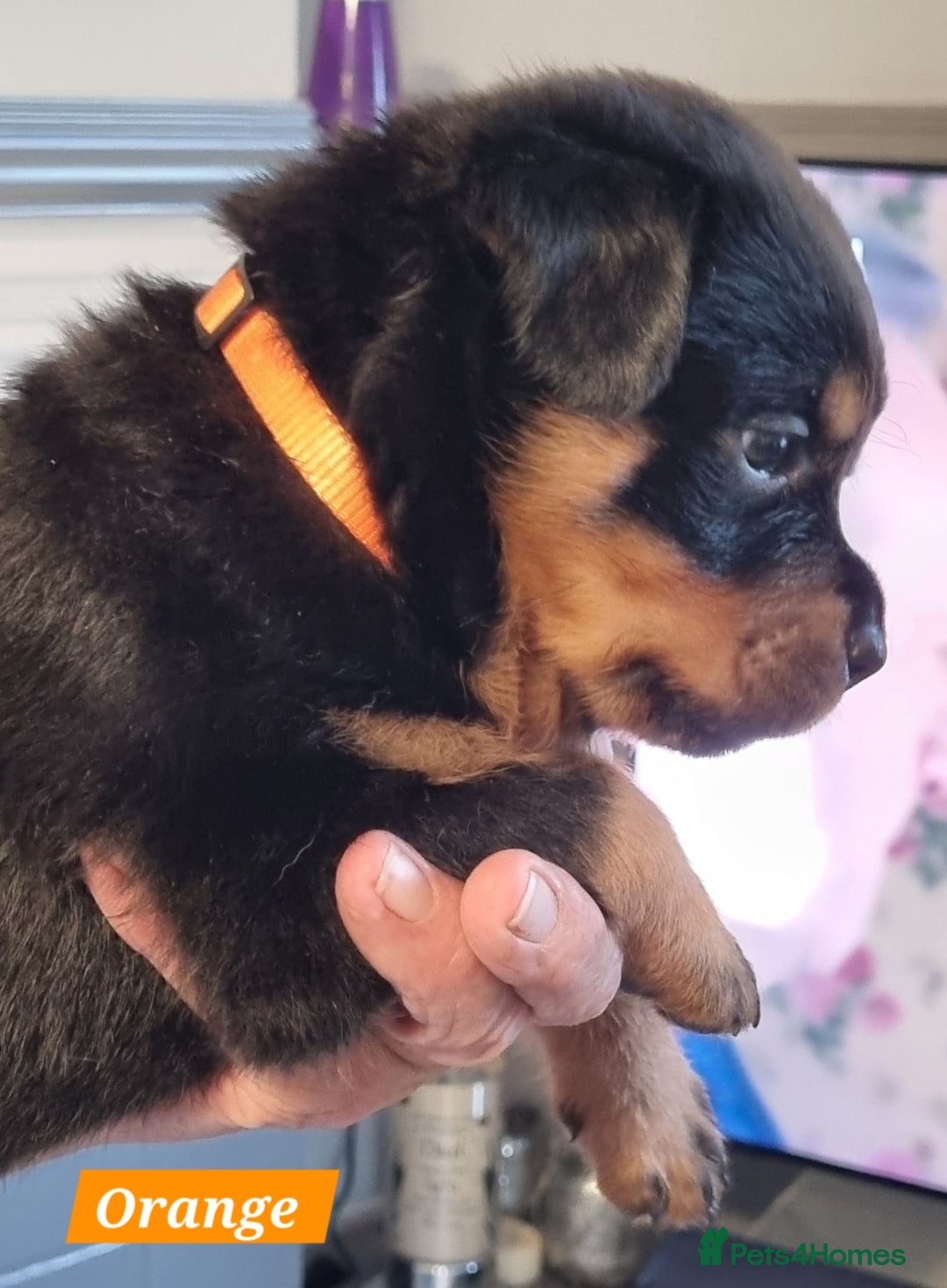 Rottweiler dogs for sale: 4 pups left, extensively health tested parents - Image 14