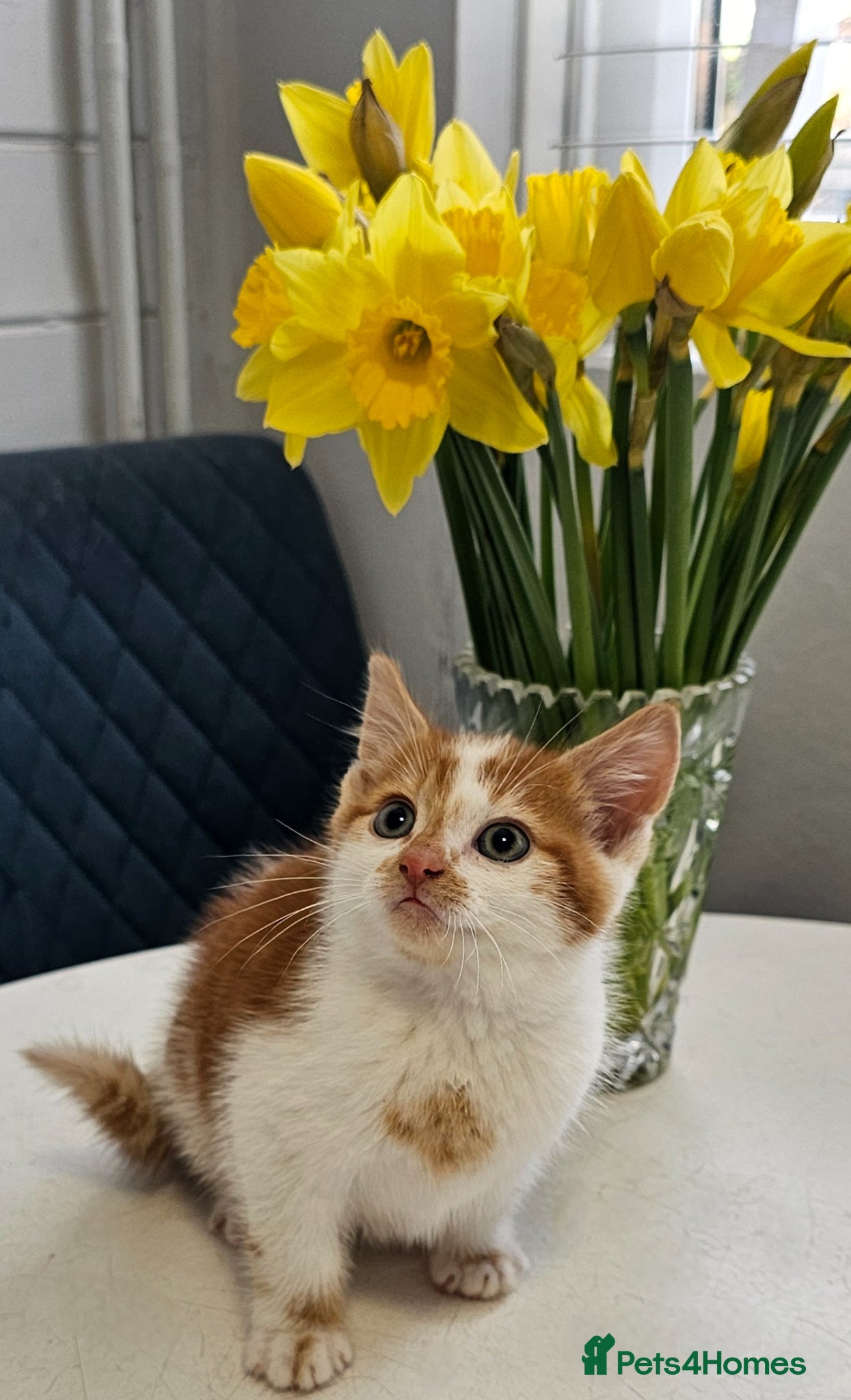 Mixed Breed cats kittens - Advert 3