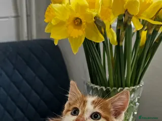 Mixed Breed cats kittens - Advert 3