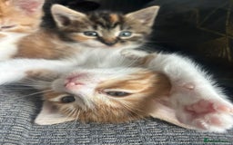 Mixed Breed cats for sale: Cute, Cuddly Kittens 💝 - Image 2