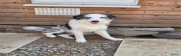 Border Collie dogs for sale: Blue merle border collie for sale  - Advert 11