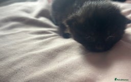 Bombay cats for sale: Kittens for sale  - Image 3