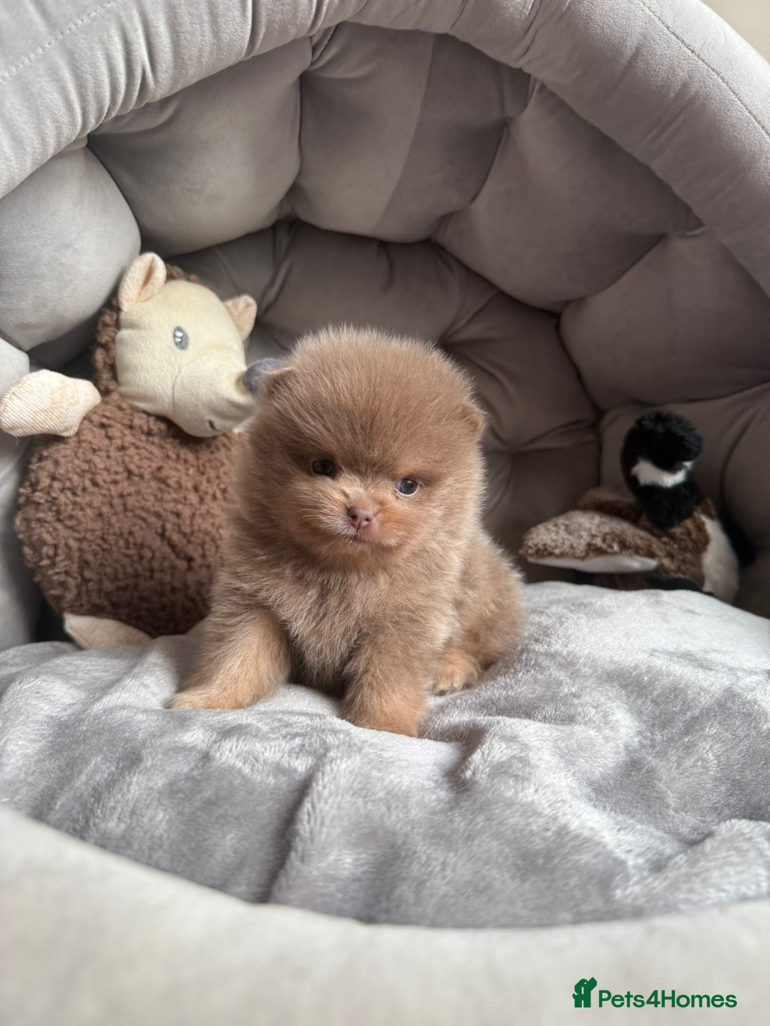 Pomeranian dogs  LAST BEAUTIFUL  LILAC POMERANIAN - Advert 18