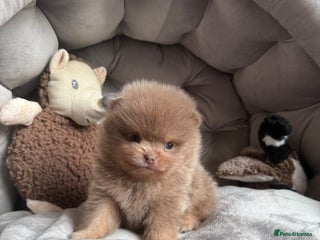 Pomeranian dogs LAST BEAUTIFUL LILAC POMERANIAN - Advert 2