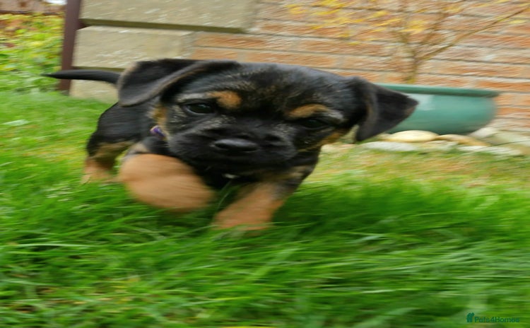 Border Terrier dogs - Advert 1