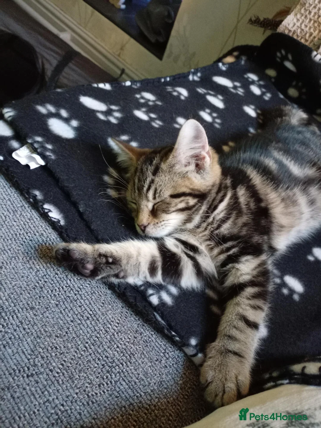 British Shorthair cats for sale: Two kittens, Dash and Dotty.  - Advert 2