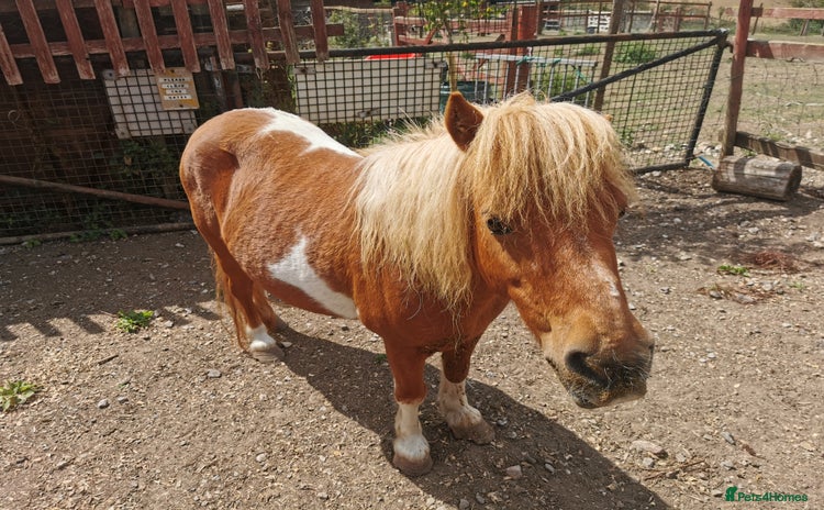Shetland pony horses - Advert 1