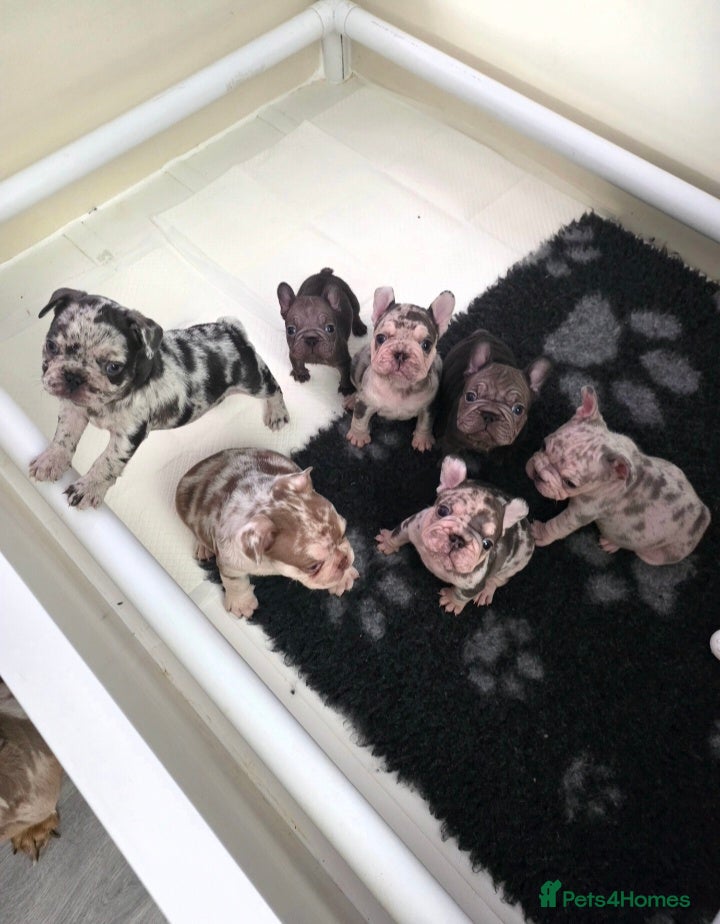 French Bulldog dogs 💥 Velvet Coats and New Shade french Bulldogs 💥 - Advert 2